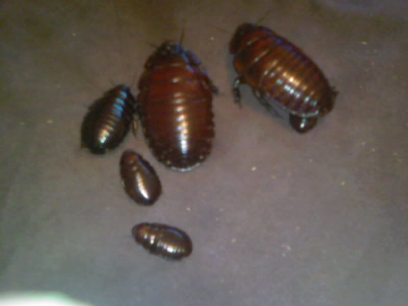 NE England Macropanesthia rhinoceros, Rhino roaches for sale